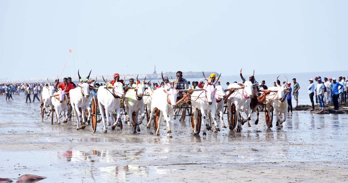 चाळमाळा बंदरात पारंपरिक बैलगाडी शर्यतींचा थरार; ग्रामीण संस्कृतीला नवसंजीवनी